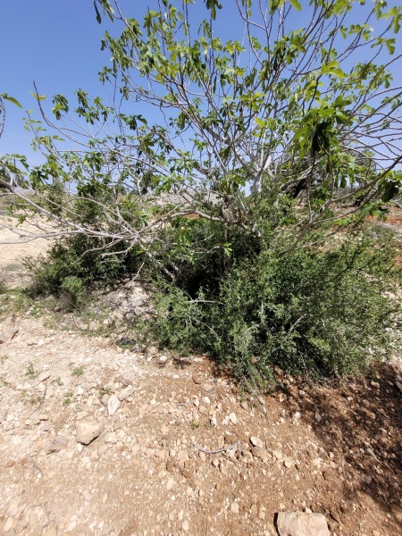 קובץ:2025-04-03T11 59 14.901006284227.jpg