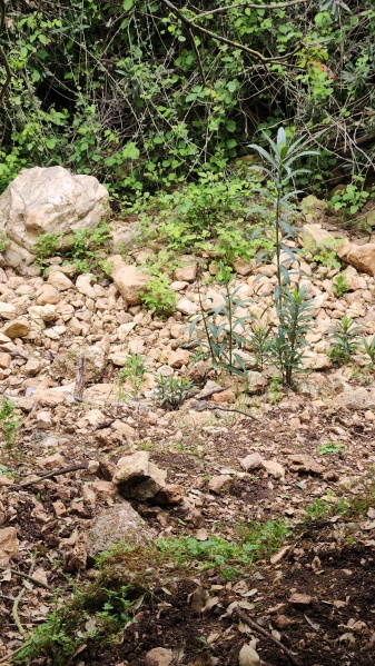 קובץ:2025-04-06T13 33 08.882021951256.jpg