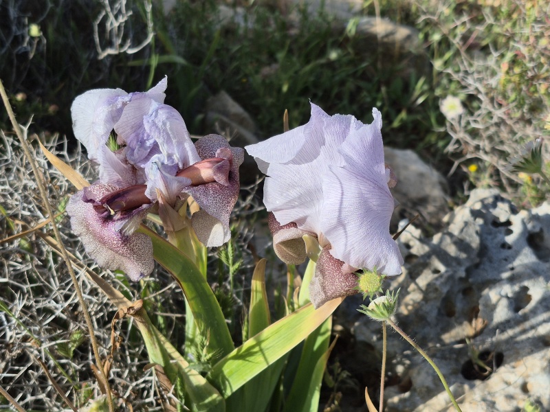 קובץ:2025-04-13T08 36 37.092555732995.jpg