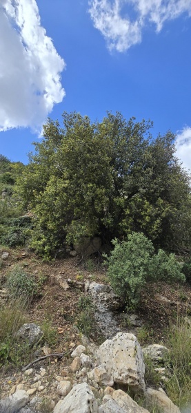 קובץ:2025-04-13T10 23 41.602838889262.jpg
