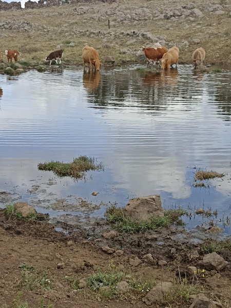 קובץ:2025-04-13T11 26 19.139358343655.jpg