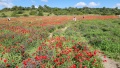 תמונה ממוזערת לגרסה מתאריך 12:28, 13 באפריל 2025