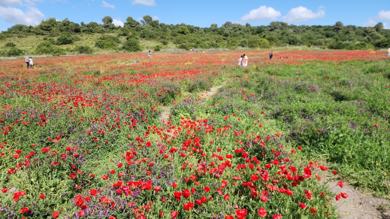 קובץ:2025-04-13T15 48 23.297684117744.jpg