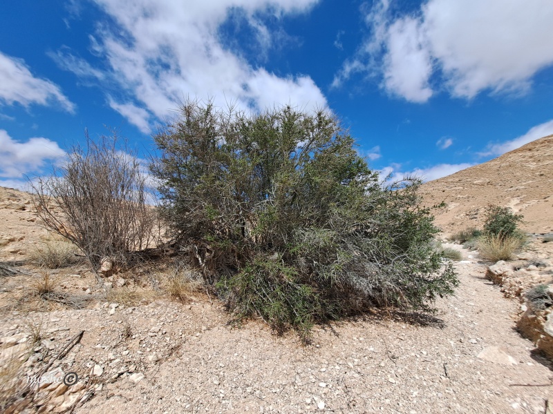 קובץ:2025-04-15T11 24 28.729722403123.jpg