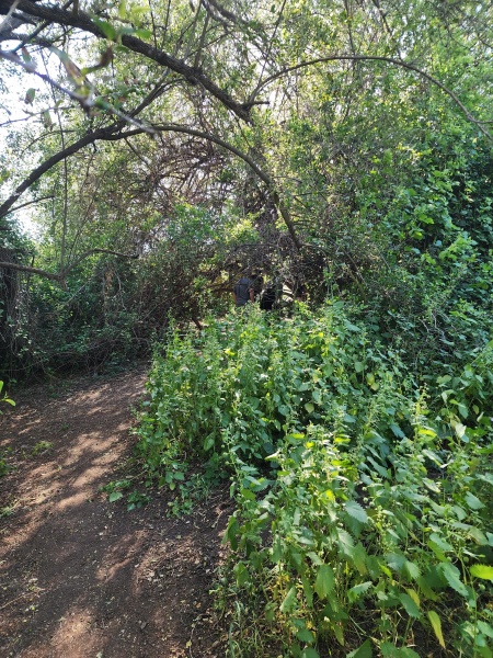 קובץ:2025-04-15T15 22 04.673312581516.jpg