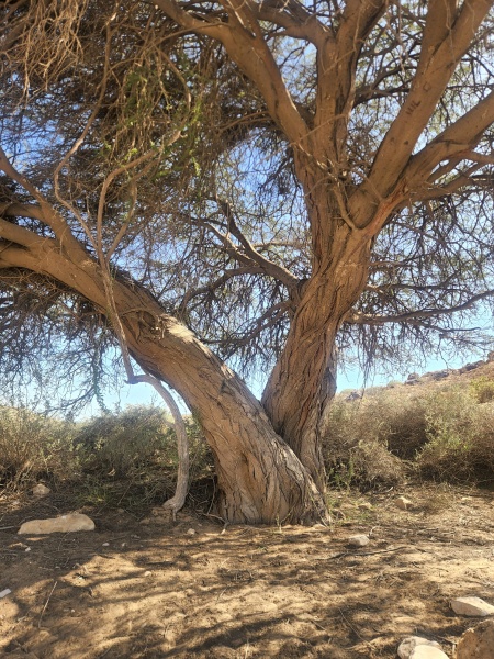 קובץ:2025-04-16T15 07 28.723271271314.jpg