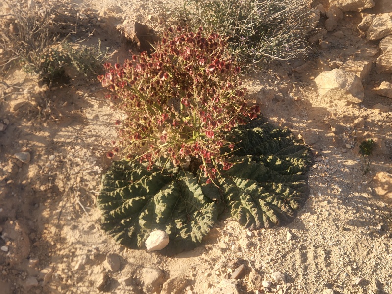 קובץ:2025-04-16T17 46 34.647507908214.jpg