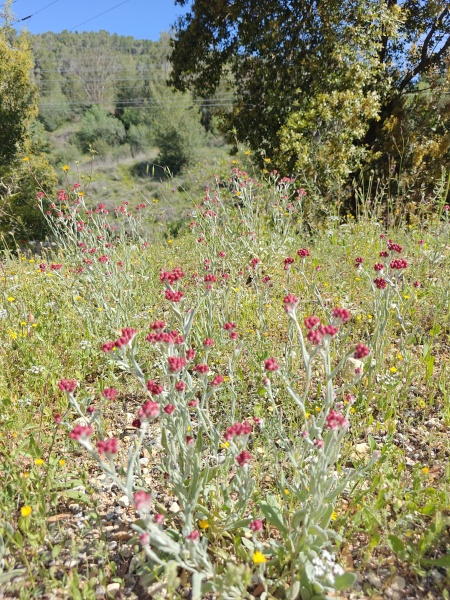 קובץ:2025-04-17T10 13 19.706661506797.jpg