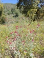 תמונה ממוזערת לגרסה מתאריך 08:38, 17 באפריל 2025