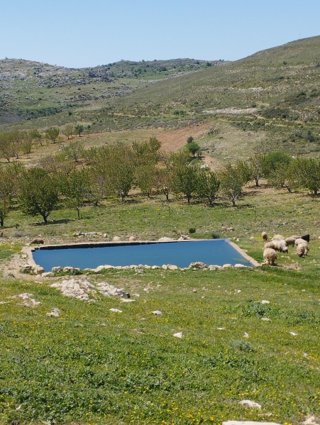 קובץ:2025-04-17T11 12 31.182853945726.jpg