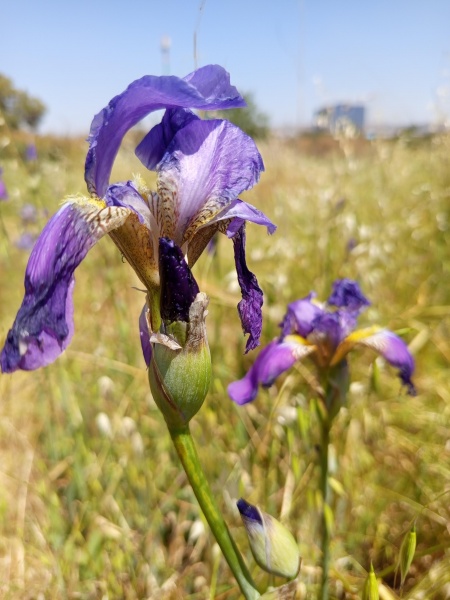 קובץ:2025-04-17T14 04 25.695683971622.jpg
