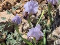 תמונה ממוזערת לגרסה מתאריך 11:01, 17 באפריל 2025