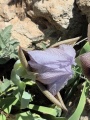 תמונה ממוזערת לגרסה מתאריך 11:01, 17 באפריל 2025