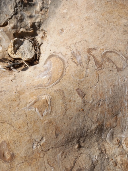 קובץ:2025-04-18T08 58 40.582311495750.jpg
