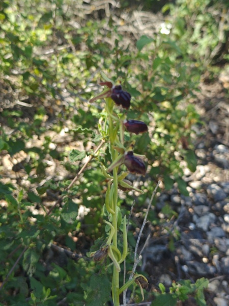 קובץ:2025-04-18T10 27 18.283629467169.jpg