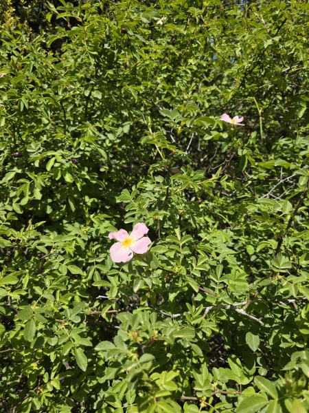 קובץ:2025-04-18T12 18 34.950044115191.jpg