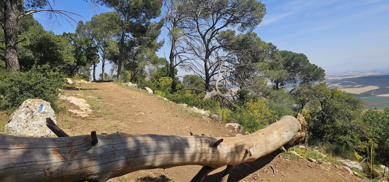 קובץ:2025-04-18T15 01 56.510449309109.jpg
