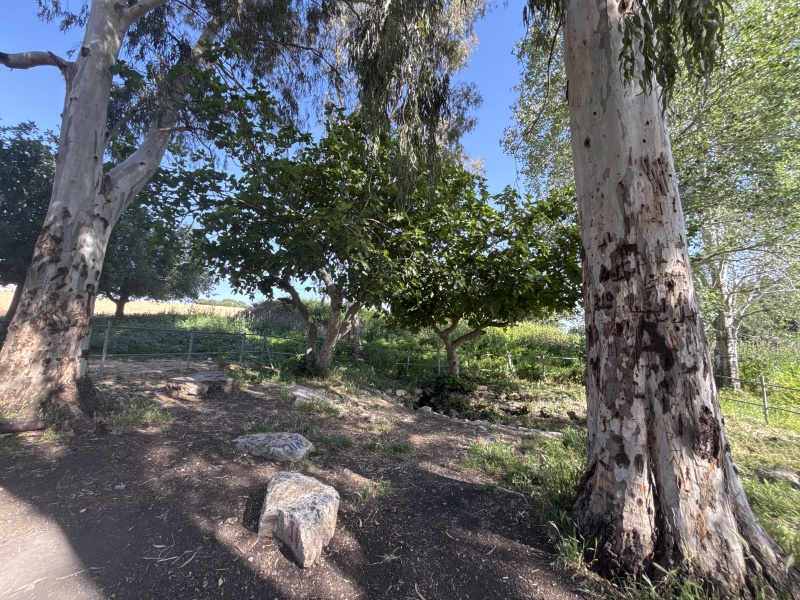 קובץ:2025-04-20T16 22 39.545877460228.jpg