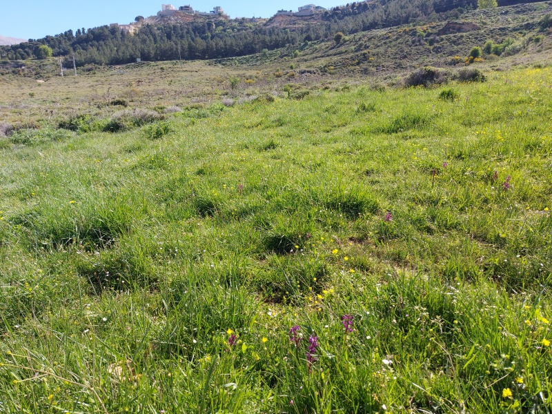 קובץ:2025-04-21T09 32 39.566652985102.jpg
