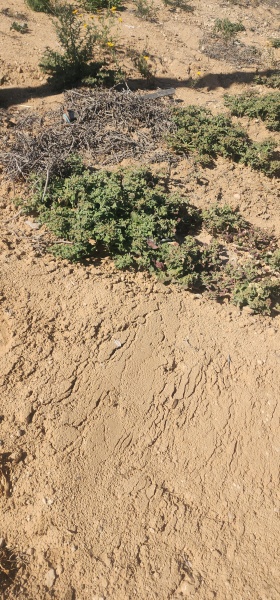 קובץ:2025-04-21T09 55 01.69293938824.jpg