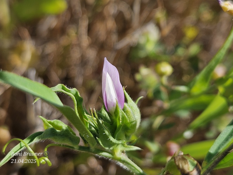 קובץ:2025-04-21T10 10 13.48389967649.jpg