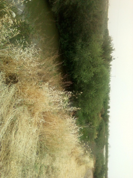 קובץ:2025-04-24T13 02 03.992772728243.jpg