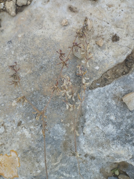 קובץ:2025-04-27T13 12 50.026358943151.jpg