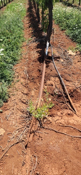 קובץ:2025-04-27T13 32 45.147406887697.jpg