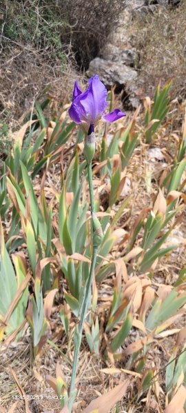 קובץ:2025-04-27T13 45 50.622455976724.jpg