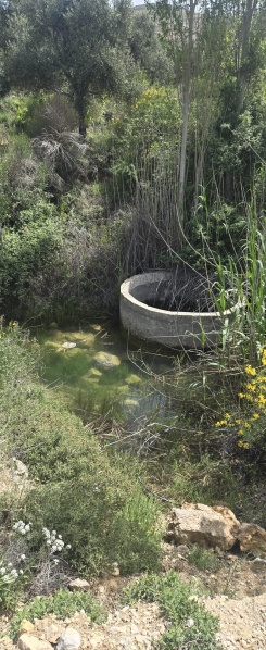 קובץ:2025-05-01T10 54 40.722304432552.jpg