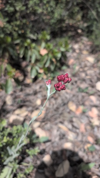 קובץ:2025-05-01T12 31 16.908308388416.jpg