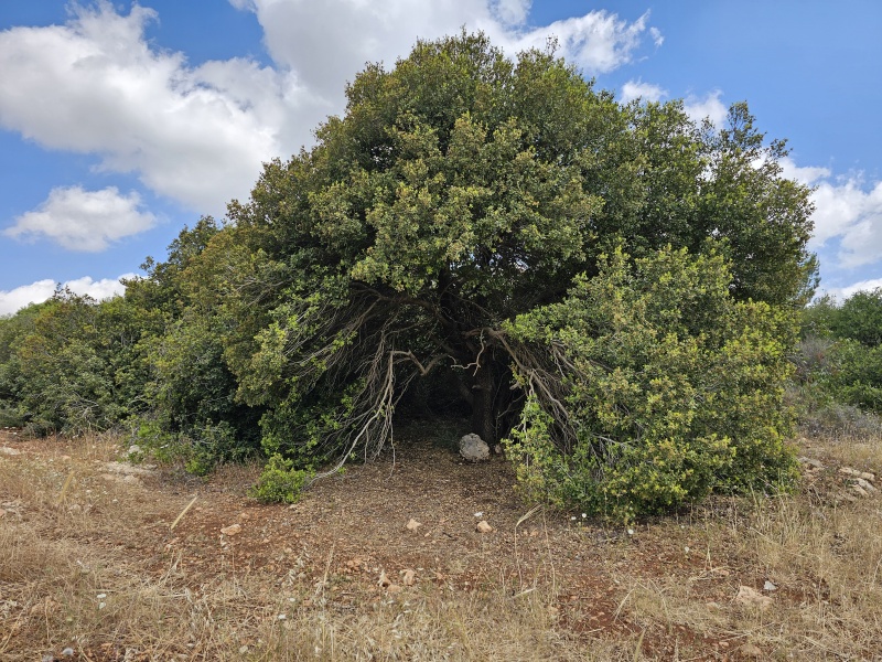 קובץ:2025-05-02T10 44 10.990464320494.jpg