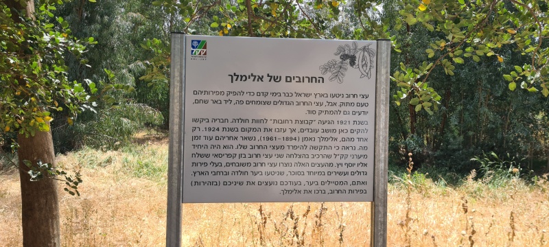קובץ:2025-05-03T11 33 11.70810282312.jpg