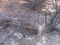 תמונה ממוזערת לגרסה מתאריך 05:27, 4 במאי 2025