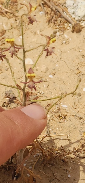 קובץ:2025-05-04T13 32 18.029105656248.jpg