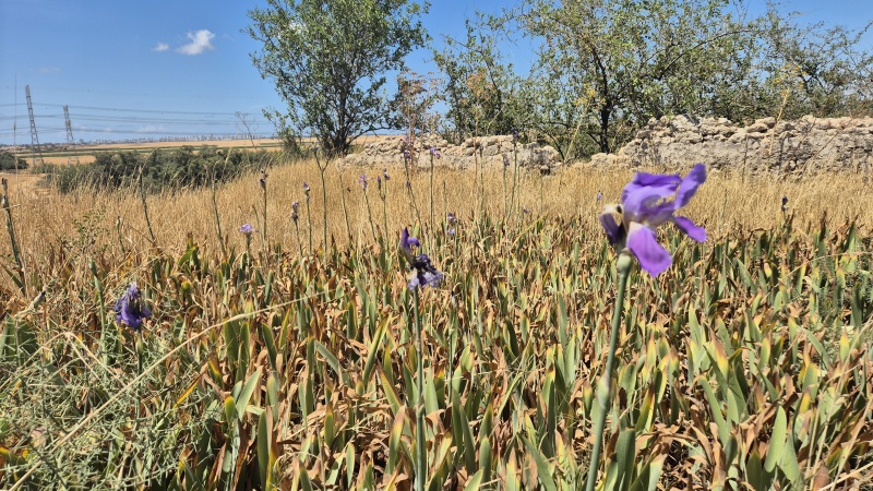 קובץ:2025-05-04T13 56 17.963354482147.jpg