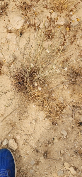 קובץ:2025-05-04T14 49 27.17627799469.jpg
