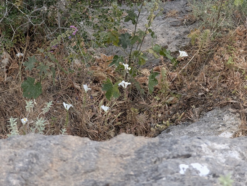 קובץ:2025-05-04T16 56 50.070313699774.jpg