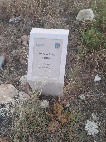 קובץ:2025-05-04T18 58 40.806726664389.jpg