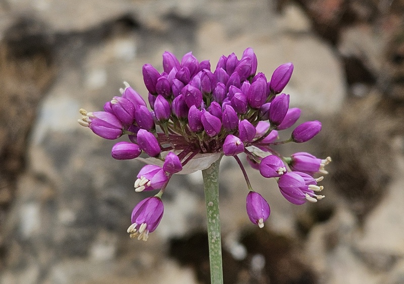 קובץ:2025-05-05T10 44 58.910891232120.jpg