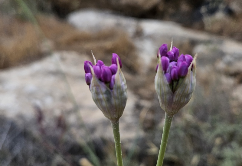קובץ:2025-05-05T10 45 07.202454717269.jpg