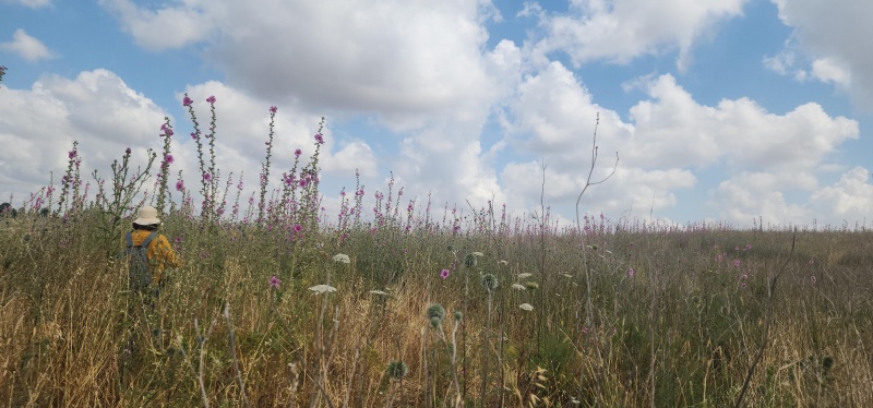 קובץ:2025-05-05T10 54 04.334953295899.jpg