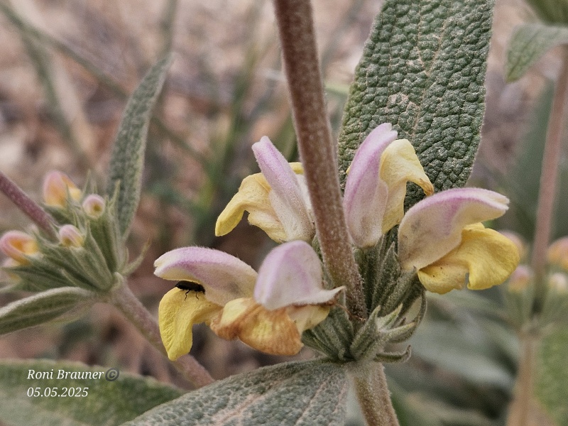 קובץ:2025-05-05T11 14 57.673156875152.jpg