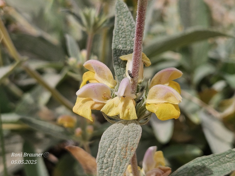 קובץ:2025-05-05T11 15 19.288285825626.jpg