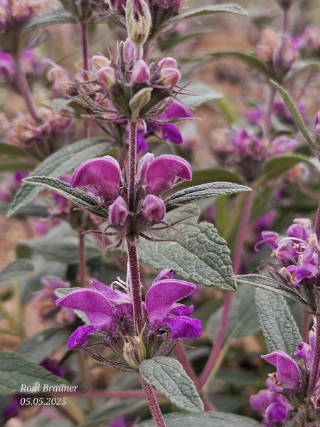 קובץ:2025-05-05T11 26 00.376530845485.jpg