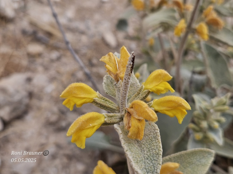 קובץ:2025-05-05T11 39 42.808261443858.jpg