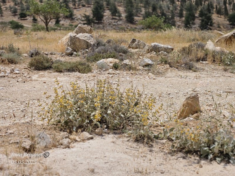 קובץ:2025-05-05T11 42 30.647650603331.jpg