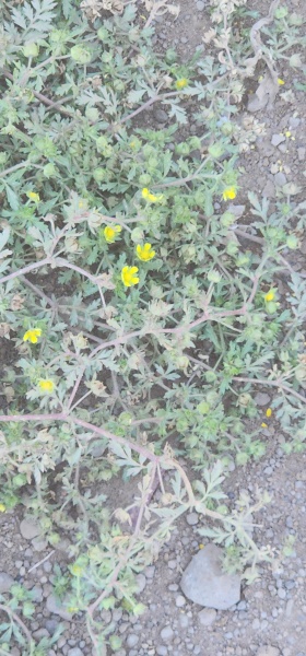 קובץ:2025-05-06T13 24 18.9540715293.jpg