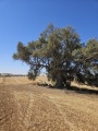 תמונה ממוזערת לגרסה מתאריך 06:14, 7 במאי 2025