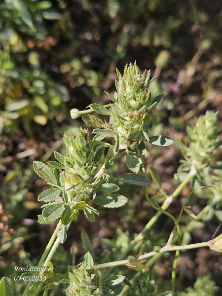 קובץ:2025-05-07T09 55 08.829286875960.jpg